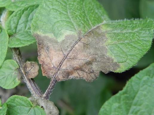 Late blight